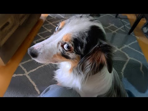Aussie doing Aussie thing 😂 New Funniest DOGS Videos