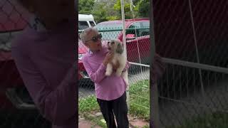 Video preview image #1 Shih Tzu Puppy For Sale in Weston, FL, USA