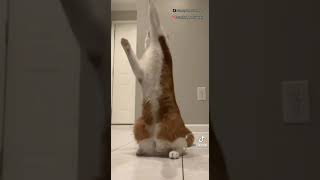 Download lagu kumpulan video tiktok kucing kesurupan 😭😄 mp3