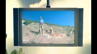 Разное описание о динозаврах