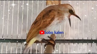 Download lagu Terapi trucukan stres macet bunyi agar cepat bunyi lagi mp3