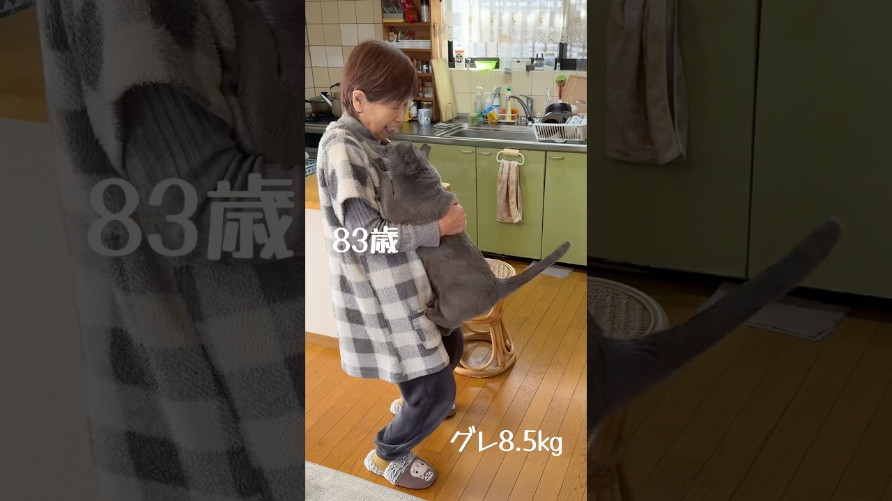 【ハグ猫飛びます】 #bigcat #グレ #ばあちゃん大好き