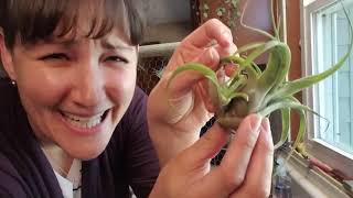 🌱 Air Plant Collection | TILLANDSIA | Watering