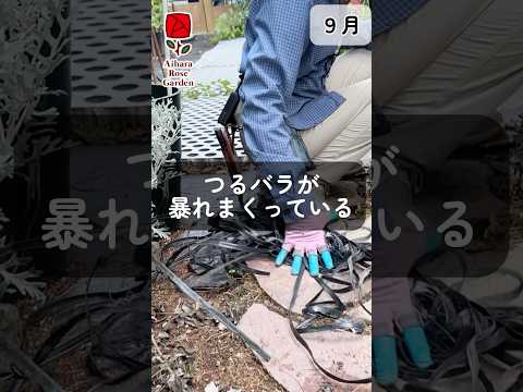 偽アジサイつる中日陰完全日陰で凍らないつる植物は何ですか