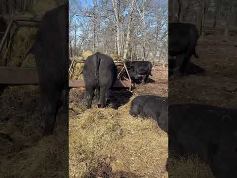 Yearling Bull, and of course big boy enjoying a fresh bale this spring morning. Yearling’s for sale$
