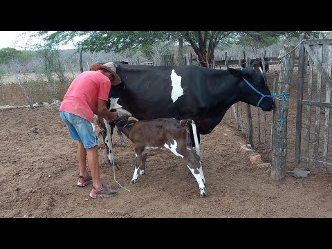 O DIA DIA NA FAZENDA DE SEU EDMILSON EM BOA VISTA PARAIBA 