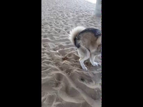 Siberian Husky takes a s*** at Huntington Beach