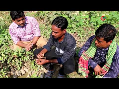 থাই পেয়ারাঃ কলম করার পদ্ধতি ও ভাল চারা পাবেন কোথায়...Guava grafting techniques