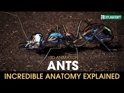 Mind-Blowing Secrets of Ants: What No One Ever Told You! 🐜🔥