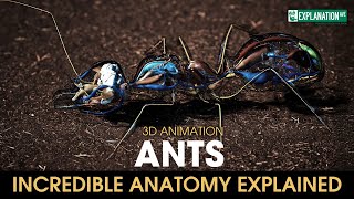 Mind-Blowing Secrets of Ants: What No One Ever Told You! 🐜🔥