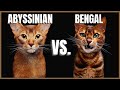 Abyssinian Cat VS. Bengal Cat