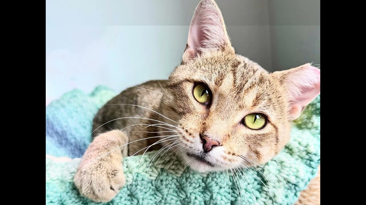 Enlarge Flaco, a Adopted Domestic Short Hair in Milwaukee, WI video 6/6