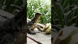 Download lagu He eat by a coconut 😱😱#ashik khan# 30 mp3 Download lagu He eat by a coconut 😱😱#ashik khan# 30 mp3
