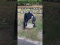 ストーンリフティング一般人がやると?  と 石投げ90kg stone put