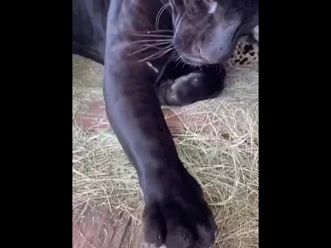 黑豹露娜長大後會有野性嗎？ #黑豹露娜 #動物世界 #萬物可愛計劃