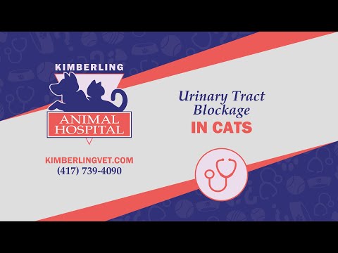 Urinary Tract Blockage in Cats