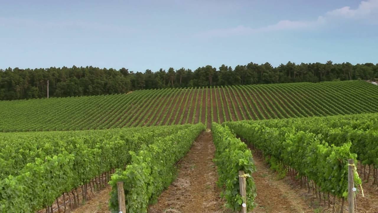 Video af vinmarker og vinhuse fra Tenuta la Braccesca i Italien