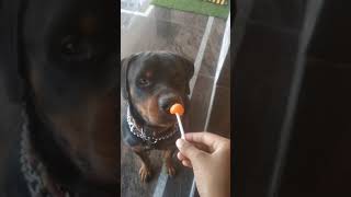 dog eating lollipop