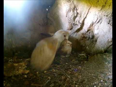 Life as Usual for Brooding Barn Owl | Discover Wildlife | Robert E Fuller