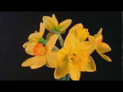 Soulwax feat. Chloë Sevigny  - Heaven Scent (Floral Montage in Time-Lapse)