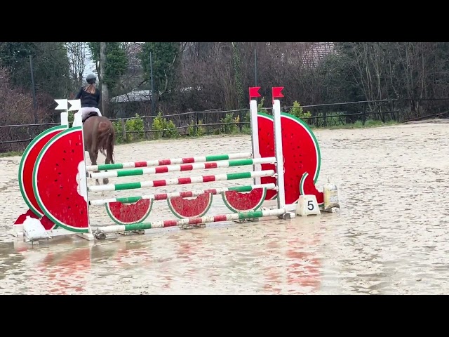 Hongre de 5 ans - mental & puissance