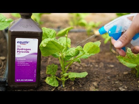 , title : '5 Benefits of Hydrogen Peroxide on Plants and Garden'