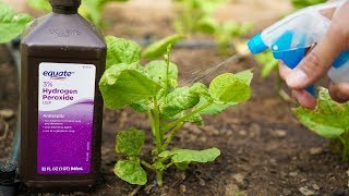 5 Benefits of Hydrogen Peroxide on Plants and Garden