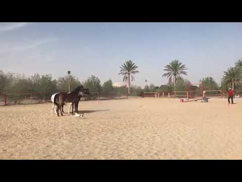 Training of 3 horses at liberty - Ali Al Ameri