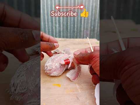 pigeon teg making ✅👍#shorts #viral #viralsong #trendingshorts