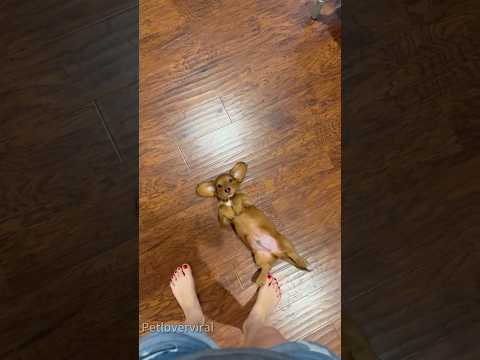 Funny dachshunds #dog#doglover#funnydog#fyp