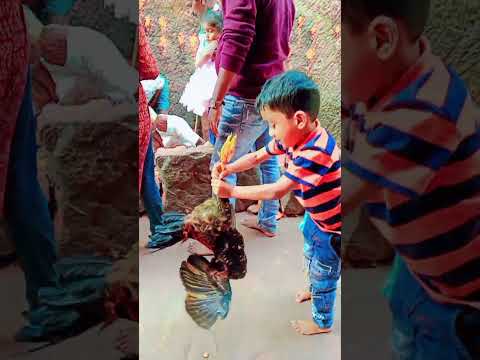 purathana gullu # vlogs # moksha & adwitha # videos