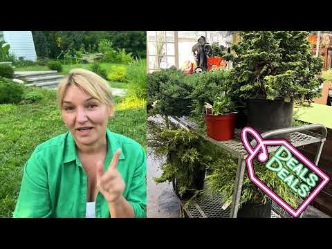 Cottage Garden on a Budget: 3 Tips to Save on Plants, Shrubs & Structures