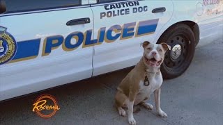 New York State's First Pit Bull K9 Officer is Trying to Change Her Breed's Image