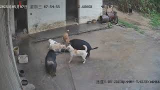 Re: [新聞] 快訊／確認非洲豬瘟！豬肉暫停輸出　