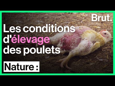 , title : 'Les conditions de vie des poulets en élevage intensif'