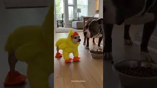 Download lagu Funny dog 😂 #dog #chihuahua #funny #funnydogs #pets #dogvideo #shortsfeed #viralshort #viral mp3