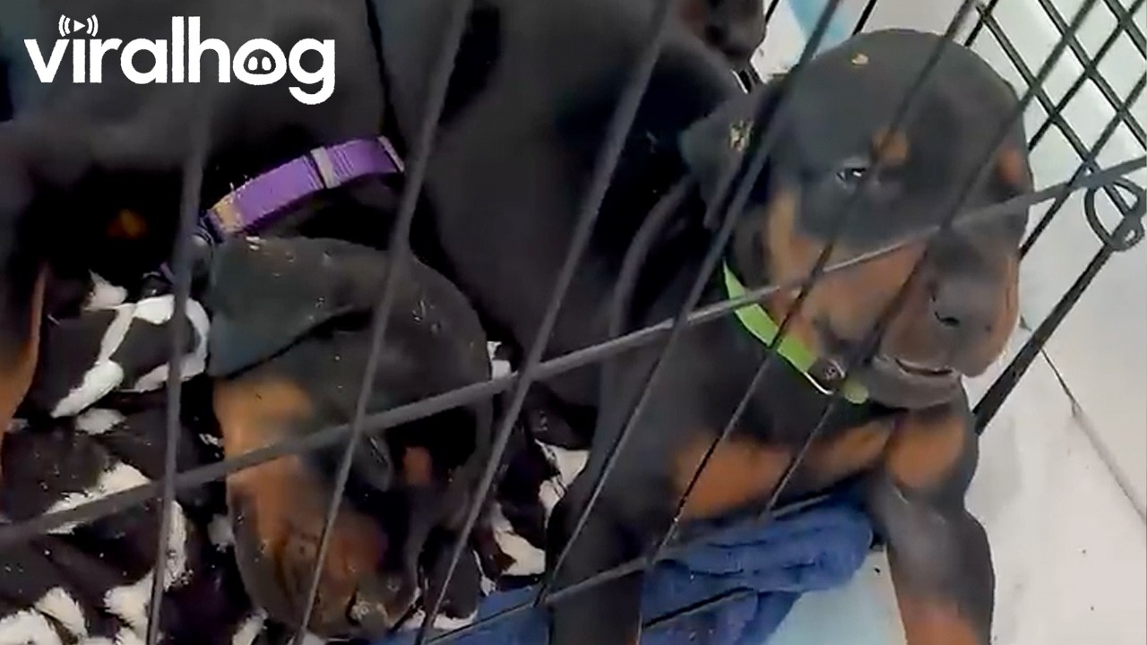 Doberman Puppy's Had a Ruff Day || ViralHog