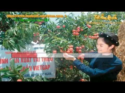 Karaoke: Khát vong (Thuận Yến-Organ-Giọng Nữ)