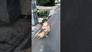 Download lagu melucur banda aceh #ekorlidisuper #ayamekorlidi #ayambangkokindinesia #ayamhiasdesa mp3