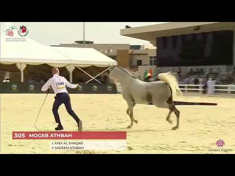 N.305 MOGEB ATHBAH - UAE National Championship 2020 - Stallions 4-6 Years Old (Class 10C).mp4