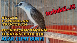 Download lagu Suara panggilan trucukan, pancingan & masteran trucuk agar cepat BUNYI trucukan gacor ropel panjang mp3 Download lagu Suara panggilan trucukan, pancingan & masteran trucuk agar cepat BUNYI trucukan gacor ropel panjang mp3