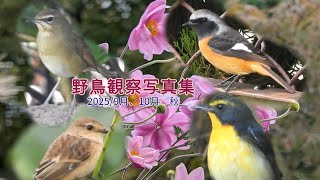【野鳥観察写真集】今年の9月頃から始めた野鳥観察。まだまだ未熟ですが、写真をまとめました。#写真 #野鳥 #癒し #自然 #風景