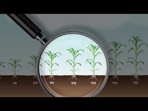 noncatorosis és horgosférgek