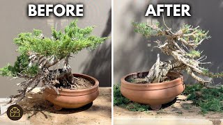 Bonsai Workshop: Step-by-Step Transformation of a Prostrata Juniper Bonsai