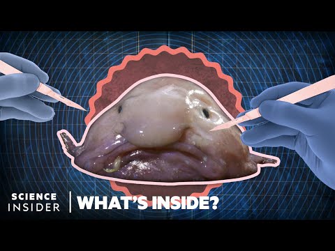 image-How does the blobfish eat?
