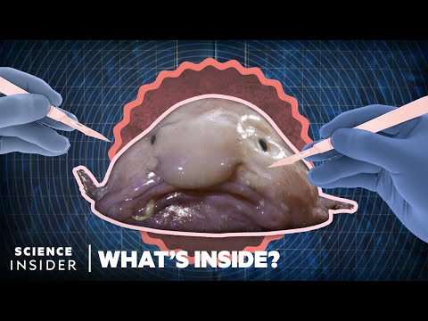 Blobfish might be a gooey mess out of water, but check out a