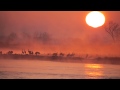 Cranes at Sunrise