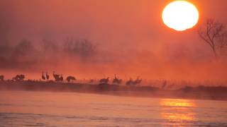 Cranes at Sunrise