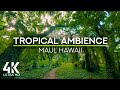 Tropisches Ambiente Exotische Vögel Zwitschern Im Tropenwald Naturgeräusche 4K UHD