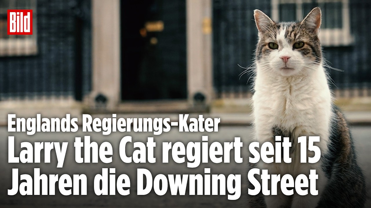 Englands Regierungs-Kater: Larry the Cat ist schon 15 Jahre an der Macht